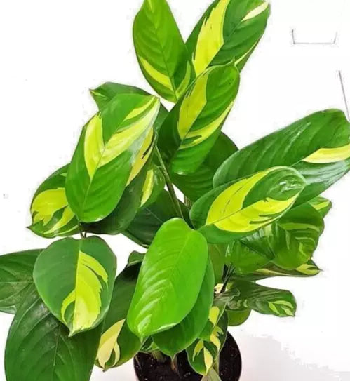 Live Houseplant 1-2' Variegated Ctenanthe Lubbersiana - Never Never Plant, Ctenanthe spp.