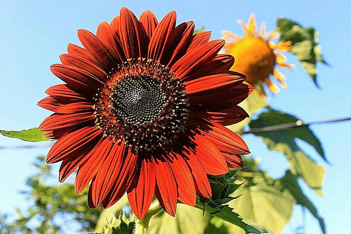 Velvet Queen Tall Sunflower Seeds - 100+ Non-GMO Heirloom Red & Orange Flowers - Helianthus annuus