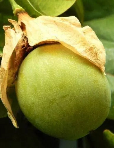 Passiflora Maliformis Seeds - Sweet Calebash Passion Flower, Edible Fruit, 25 Count, Tropical Climbing Vine Seeds