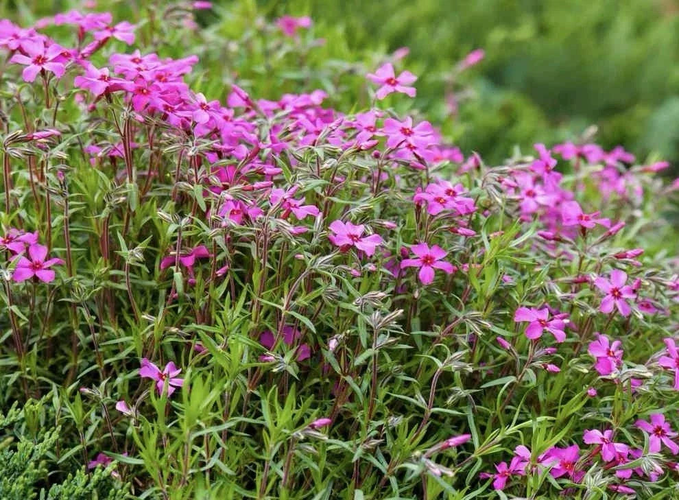 Gypsophila Seeds 100 Pack - Rose Variety - Baby's Breath (Gypsophila Repens) - Flower Seeds for Garden and Containers