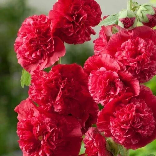 Double Scarlet Hollyhock Seeds - 25 Pack - Alcea rosea - Perennial Flower Seeds for Garden - Attracts Pollinators