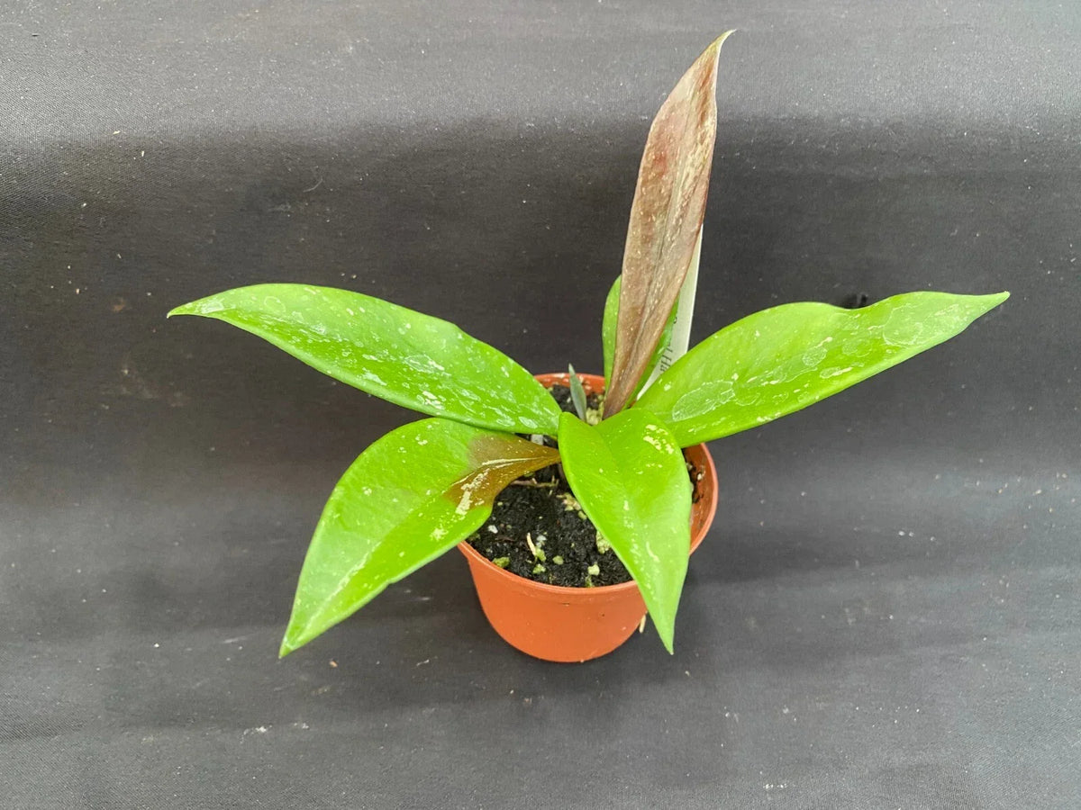 Hoya Plant 2.5" Pot Royal Hawaiian Purple Hoya pubicalyx Rooted Houseplant Live Indoor Plant for Home Decor