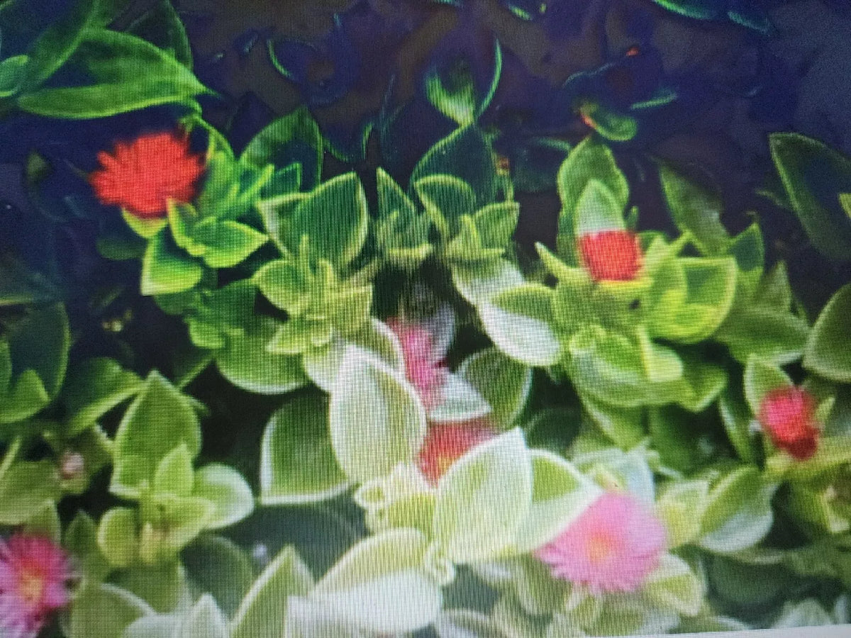 Aptenia California Baby Sun Rose Cuttings - 10 pcs, 4" to 6", Succulent Plants for Rooting, Aptenia cordifolia, Pink Flowers