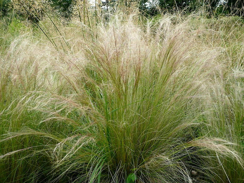 Bulk Mexican Feather Grass Seeds, 1000 Count, Hardy Ornamental Grass, Stipa Tenuissima, Drought-Tolerant Garden Plant