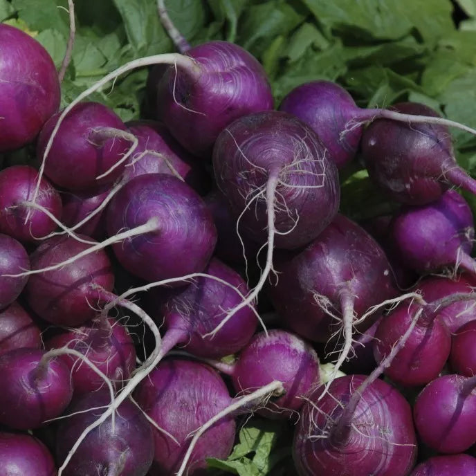 Purple Plum Radish Seeds - NON-GMO Heirloom Variety, Fast Growing Garden Seeds, Raphanus sativus, Free Shipping