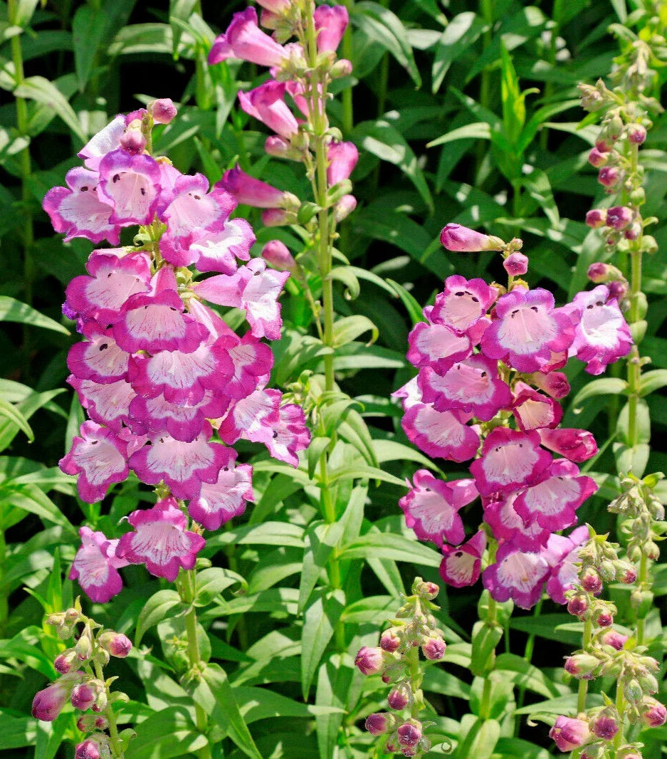 Pretty Pink Penstemon Seeds - 100 Count - Penstemon hartwegii - Low Maintenance Beardtongue Flowers for Garden