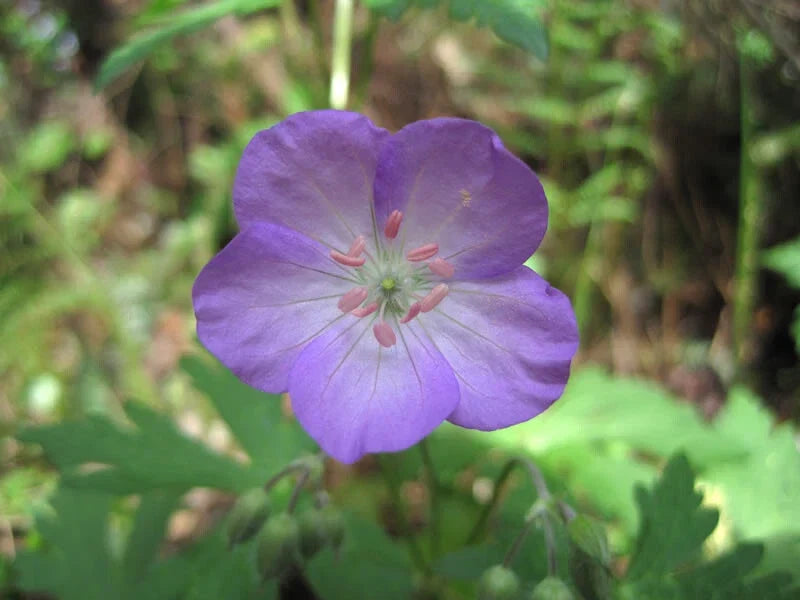 Wild Geranium Bare Root 15 ct. - Geranium maculatum - Native Perennial Flower for Gardens - Pollinator Friendly