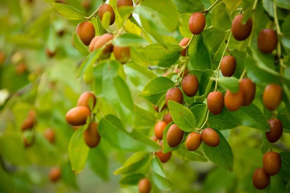 Chinese Date Tree Seeds - 6 Seeds - Jujube, Ziziphus jujuba - Sweet Nutritious Fruit for Home Garden or Orchard