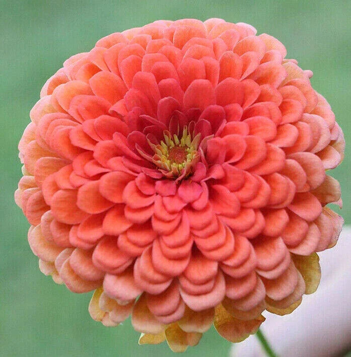 Zinnia Seeds - Coral Beauty Pink Salmon Rose - Zinnia elegans - Non-GMO - 100 Seeds - USA Garden Flower 2025
