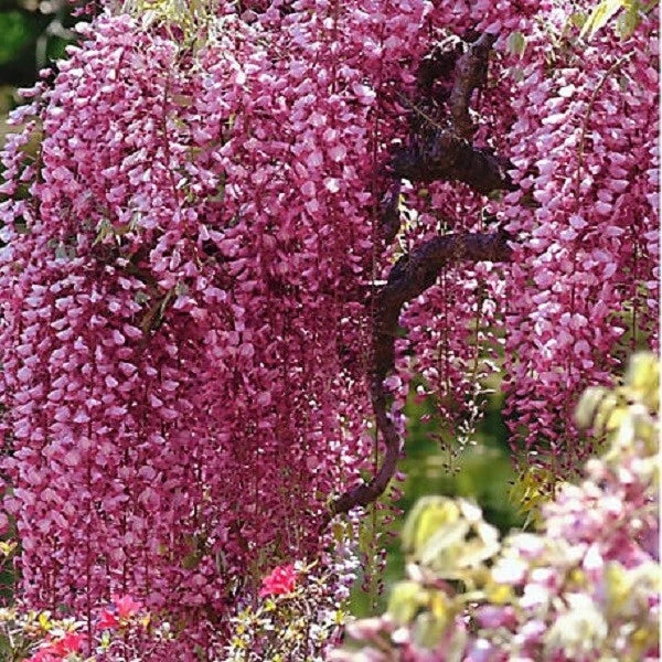 Bright Pink Chinese Wisteria Seeds - 5 Perennial Climbing Flower Seeds (Wisteria sinensis) - Rare USA Garden Plant