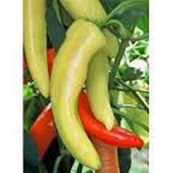 Sweet Hungarian Yellow Wax Pepper Seeds - Heirloom Non-GMO - Capsicum annuum - 20+ Seeds for Garden Planting