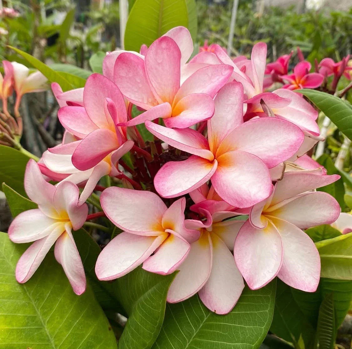 Rooted Plumeria Plant Cutting 13" Maui Breeze Plumeria obtusa - Tropical Beauty for Indoor/Outdoor Gardening
