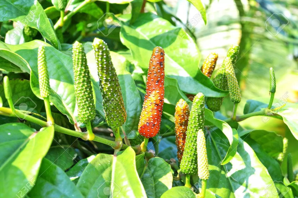 Piper Longum Live Plant 5-10" Rare Medicinal Long Pepper Pipali - Exotic Climbing Vine with Deep Green Foliage