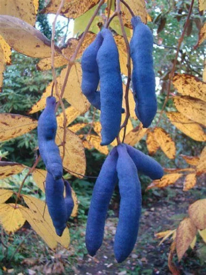 Organic Blue Sausage Fruit Seeds - 10 Seeds - Decaisnea fargesii - Unique Exotic Gardening Variety for Home Growers