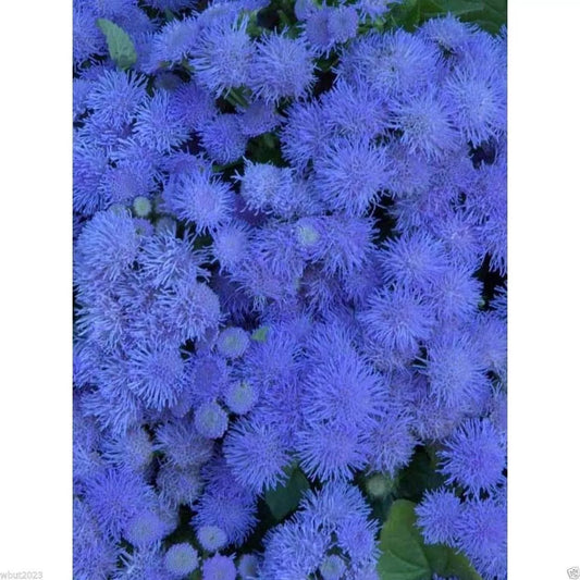 Flossflower Seeds 100 Pack, Blue Mink Ageratum, Garden Ageratum, Ageratum Mexicanum Blueweed