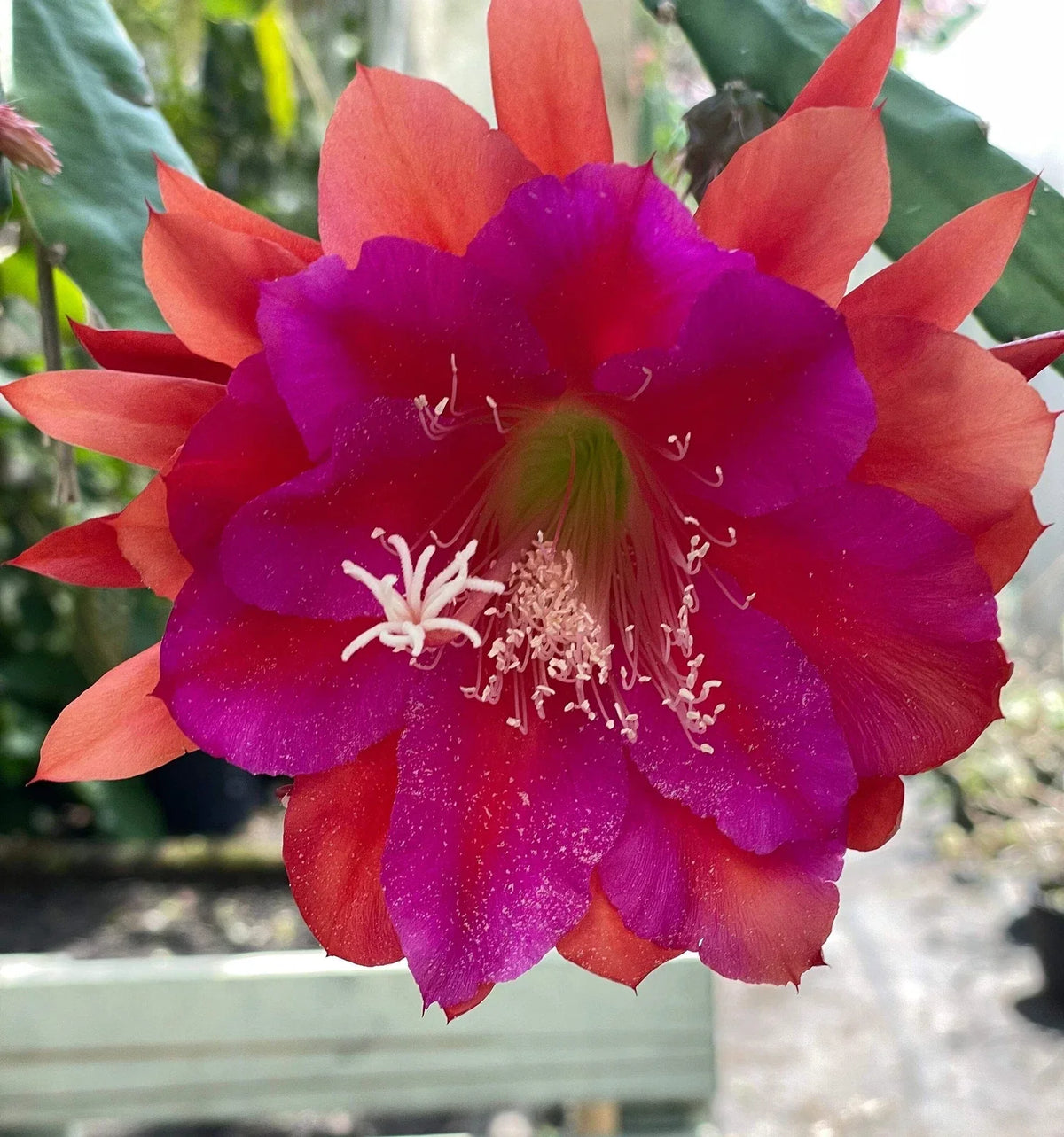 Epiphyllum Hybrid Starter Pot - 4-6" 'Appeal' Tropical Cactus, Colorful Blooms, Easy Care Houseplant - Epiphyllum hybrid