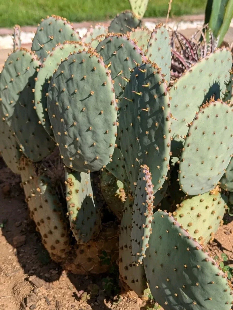 Live Cactus Plant - Fresh Cut Pad - Purple Prickly Pear - Opuntia santa-rita - Vibrant & Resilient for Home or Garden