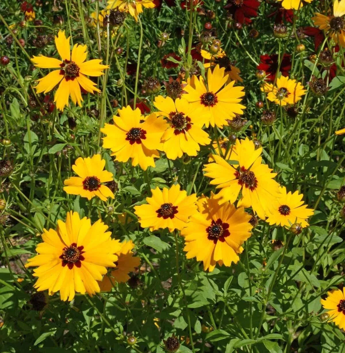 Golden Wave Tickseed Seeds 300+ | Coreopsis Basalis | Annual Flower | Vibrant Yellow Blooms for Garden and Pollinators