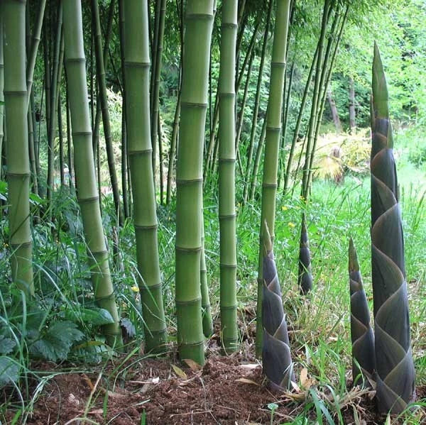 50 Bamboo Seeds for Privacy Garden - Solid Stem Clumping Variety - Bambusa balcooa - Ideal for Landscaping and Shade