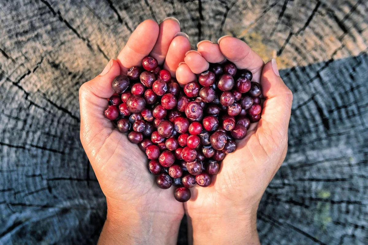 Huckleberry Seeds for Planting - 30 Non-GMO Fruit Seeds - Vaccinium spp. - Perfect for Home Gardening & Containers