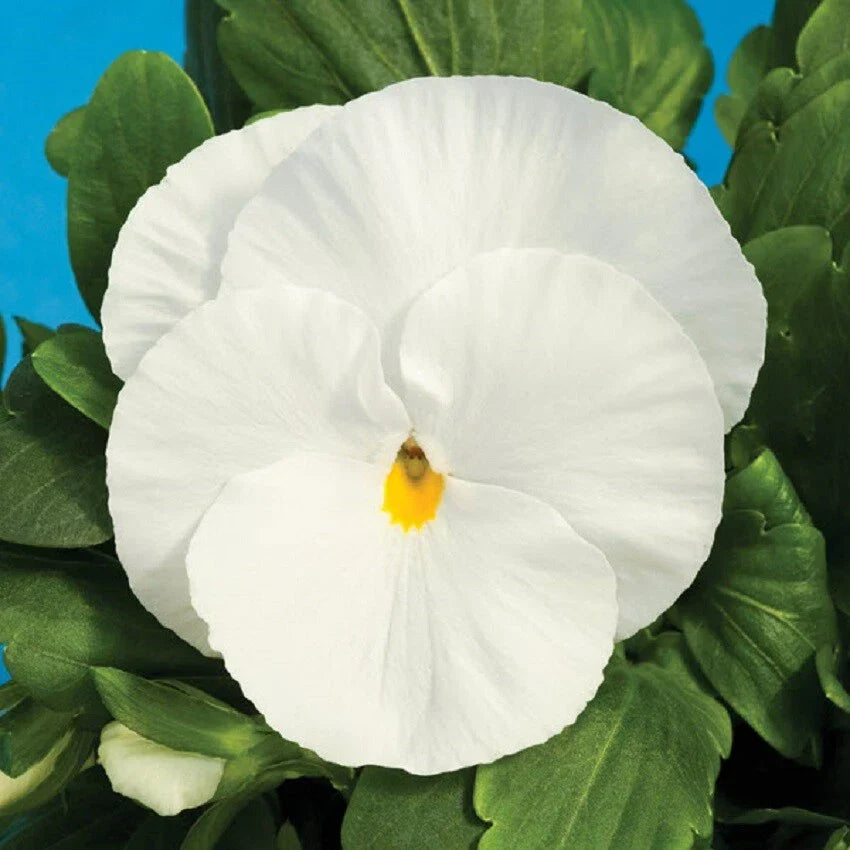 Pansy Seeds 50 Pack Delta Premium Pure White Viola tricolor var. hortensis Non-GMO Garden Flowers