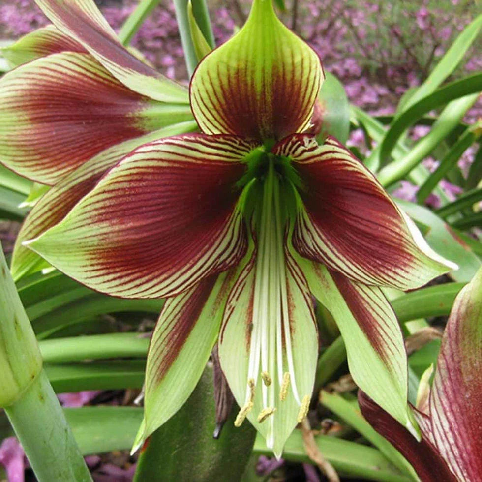 Amaryllis Bulb Medium 15-18 cm Butterfly Papillo Live Plant - Hippeastrum papilio - Easy to Grow, Stunning Blooms, Indoor Flowering Plant