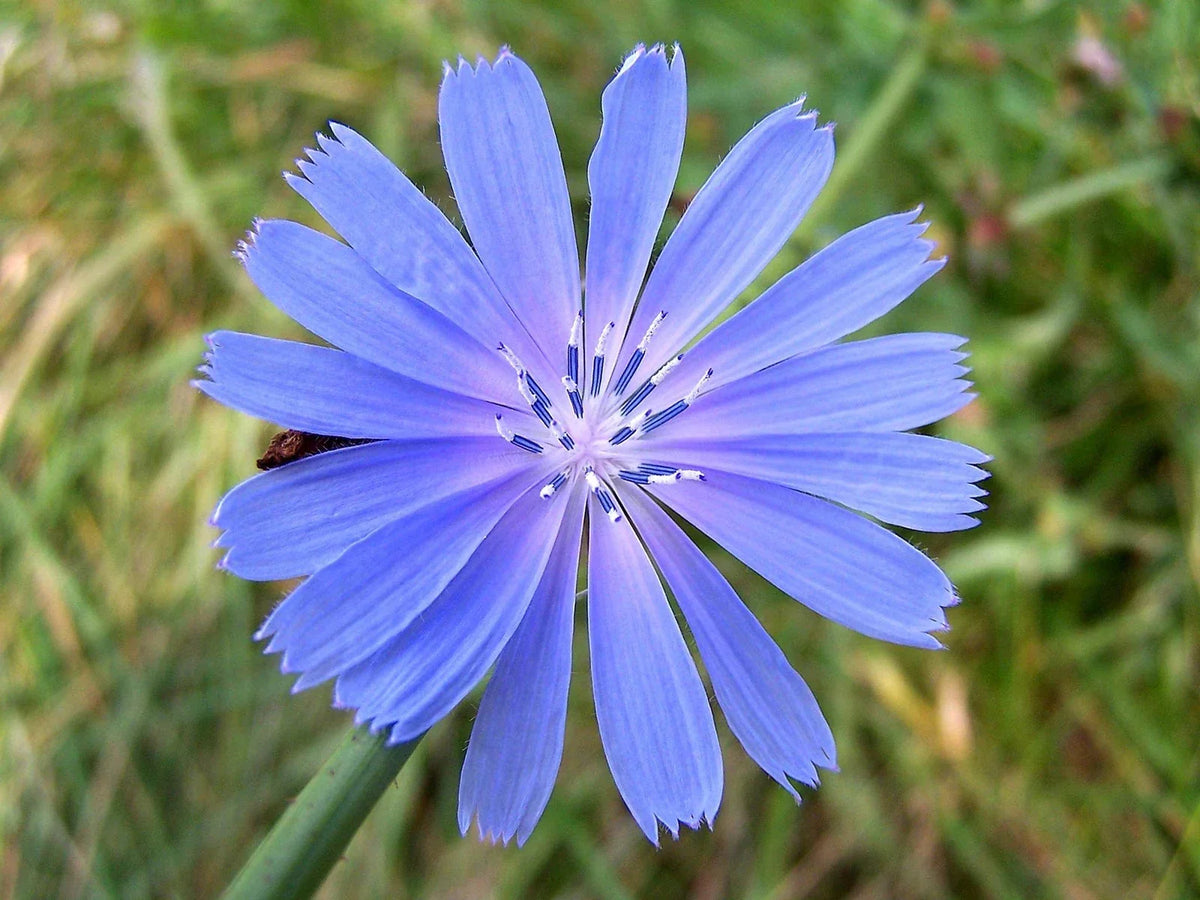 Chickroy Wildflower Seeds 2,000 Count - Diverse Pollinator Garden Seeds - Non-GMO Wildlife Food - Various Species