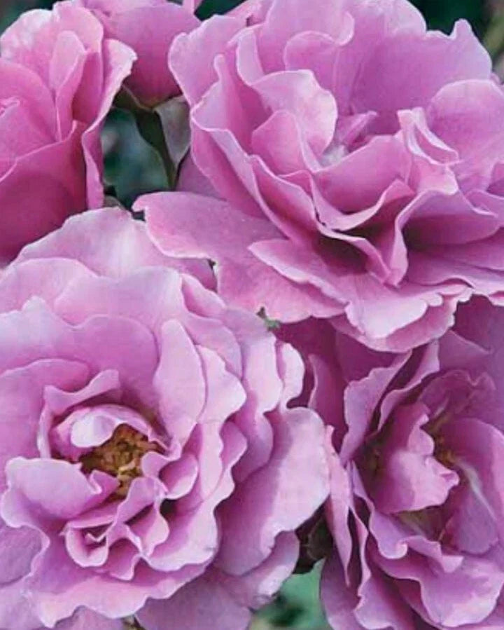 Angel Face Rose Cuttings - 5 Unrooted Stem Cuttings - Hybrid Tea Rose - Rosa 'Angel Face' - Lavender Bloom, Fragrant