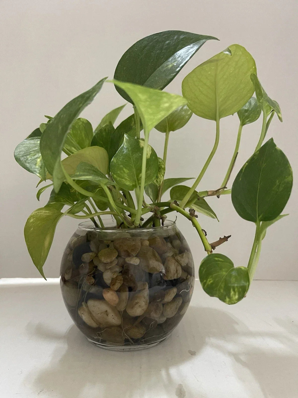 Pothos Indoor Live Plant Cuttings 3PC 7-10in Well Rooted for Water Propagation (Epipremnum aureum) - Easy Care, Air Purifying