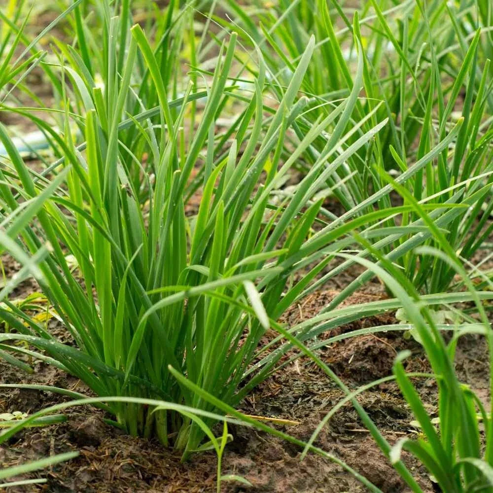 Garlic Chive Seeds 100 Count Organic Heirloom Culinary Herb Allium tuberosum - Fast-Growing Aromatic Chives for Garden
