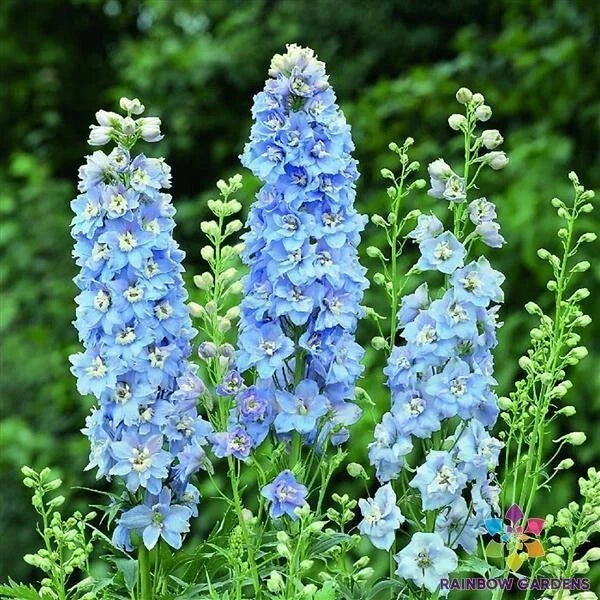 Delphinium Seeds - 200+ Light Blue White - Delphinium elatum - Pollinator Friendly, Non-GMO, USA