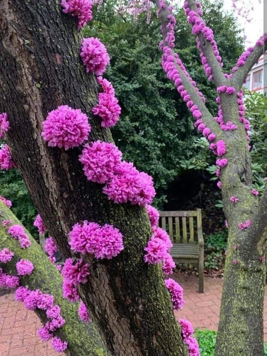 Judas Tree Seeds - 20 Pack - Cercis siliquastrum - Flowering Pink Tree for Garden & Yard - Heart-Shaped Leaves