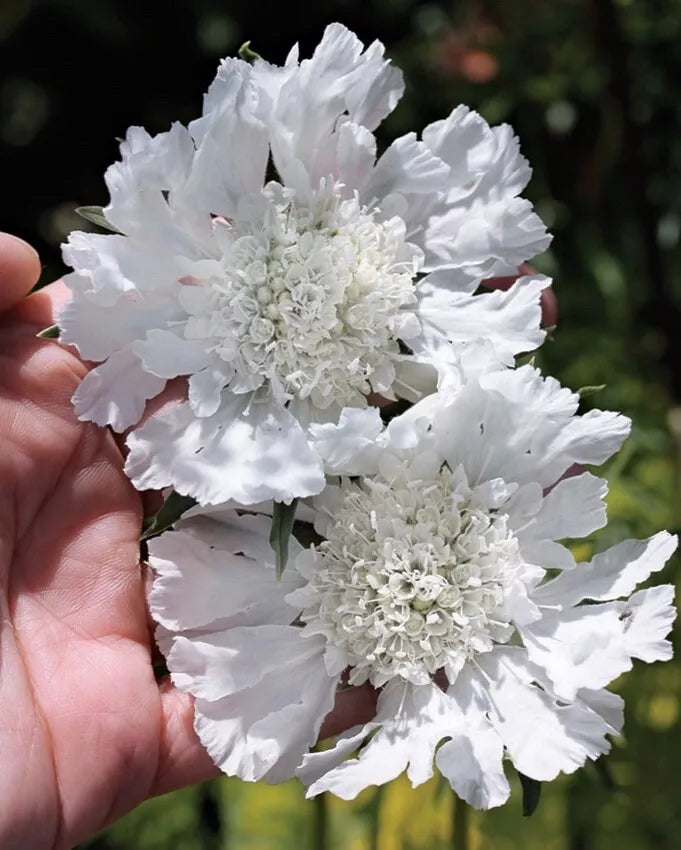 White Scabiosa Pincushion Flower Seeds, Organic Perennial, 100 Count, Scabiosa caucasica, Attracts Pollinators