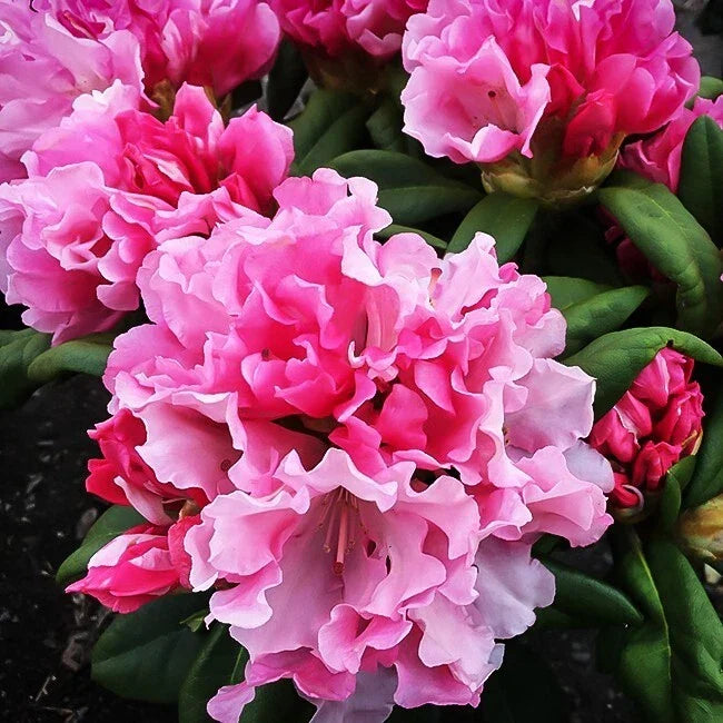 Rhododendron Starter Plant, Yaku Prince Variety, Well Rooted, Dormant, Rhododendron spp. - Perfect for Gardens & Containers