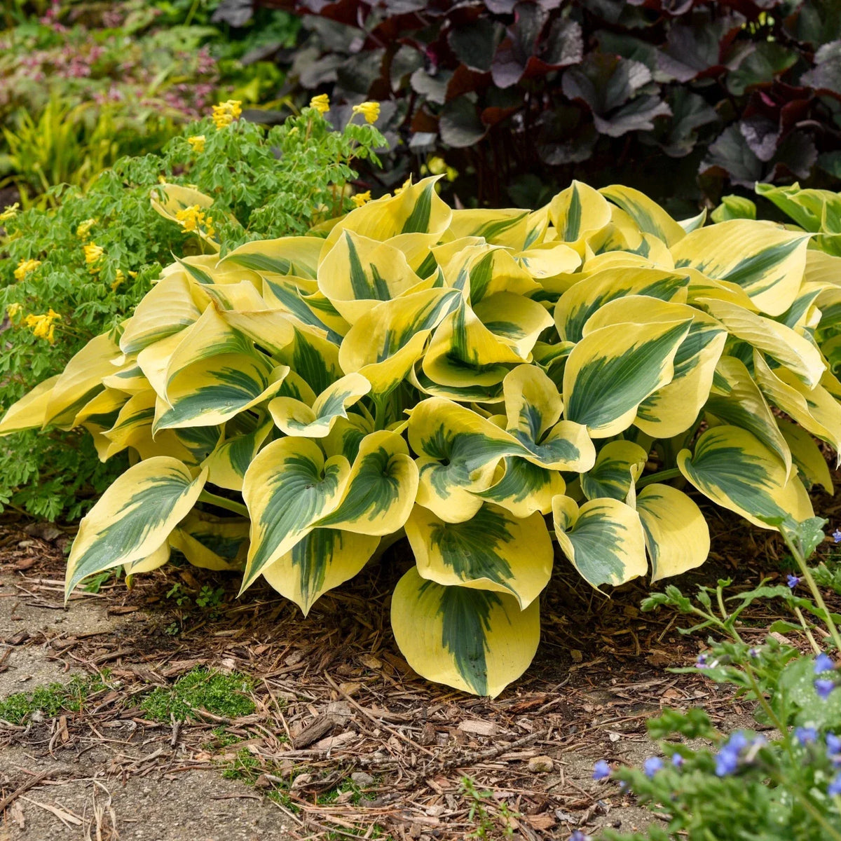 Hosta Plant 5.25" Pot Autumn Frost Blue-Green Leaves Hosta 'Autumn Frost' Perennial Shade Garden Plant