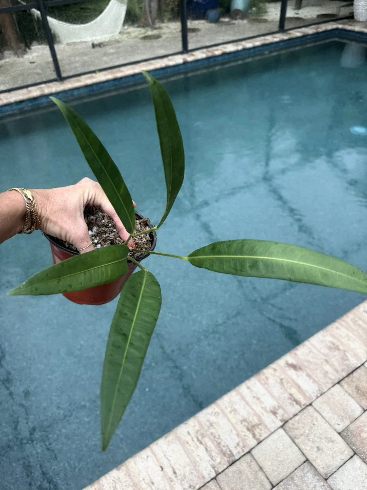 Anthurium Plant - Morona Variety - Live Indoor Tropical Houseplant - Anthurium andraeanum - Decorative Pot Included