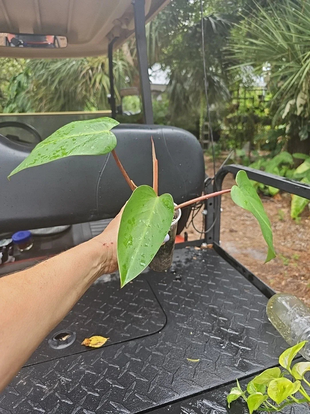 Rooted Live Philodendron Red Emerald Cutting - Indoor Houseplant - Philodendron erubescens - Easy Care Air-Purifying Plant