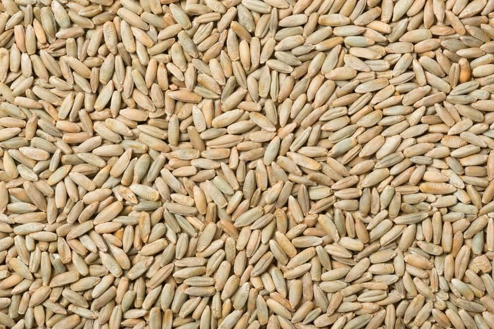 Rye Berries 25 Pounds Whole Grain High in Fiber & Iron Secale cereale Non-GMO Made in USA