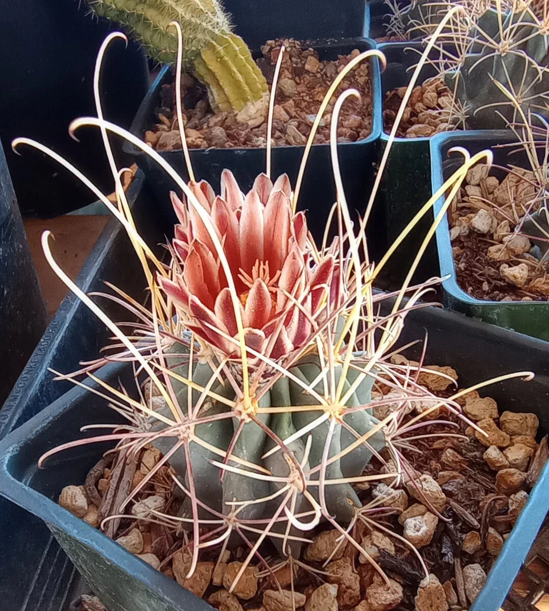 Mini Cactus 4-Inch Sclerocactus uncinatus wrightii with Long Hook Spines, Cold Hardy Plant for Home or Garden Decor