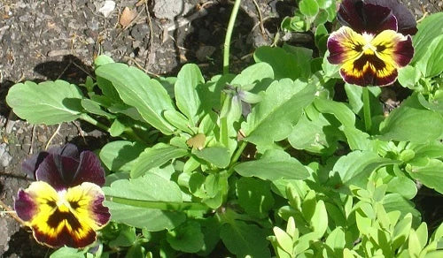 Pansy Seeds 50 Count Joker Violet Gold Viola tricolor Non-GMO Annual Garden Flowers for Pollinators