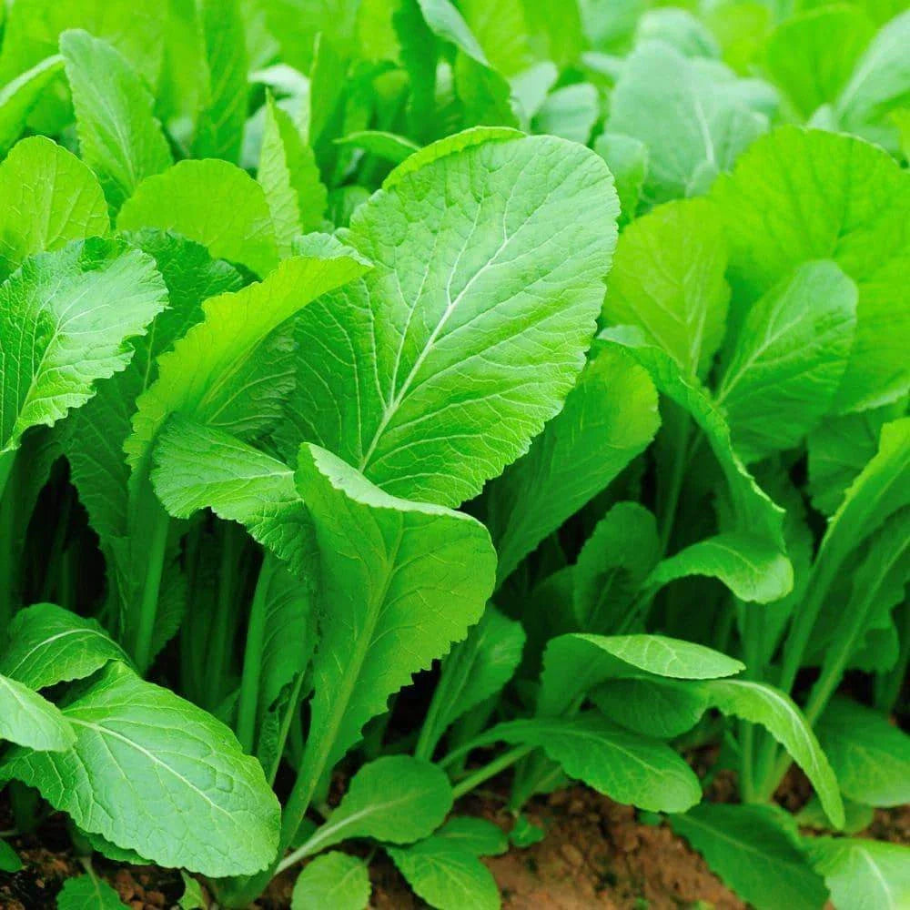 Tendergreen Mustard Seeds, NON-GMO, Spinach Mustard, Brassica rapa var. perviridis, Organic Heirloom Gardening