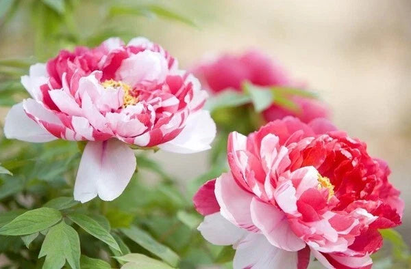 10pc Peony Seeds - Exotic Flower Garden Plant - Paeonia lactiflora - Various Colors - USA Seller with Free Shipping