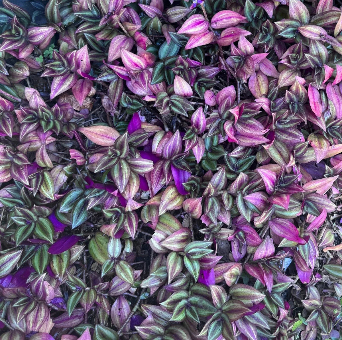 Wandering Jew Cuttings Bundle of 5 | Tradescantia Zebrina | Purple Silver Variegated Indoor Houseplant