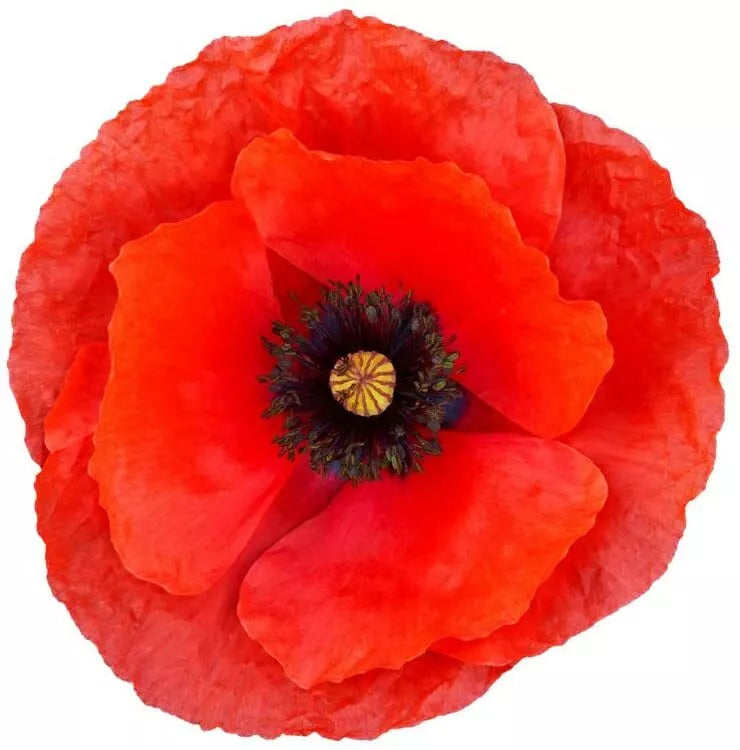 Red Poppy Seeds 600 Count - Exotic Red Poppy (Papaver rhoeas) - Ideal for Gardens, Borders, and Wildflowers