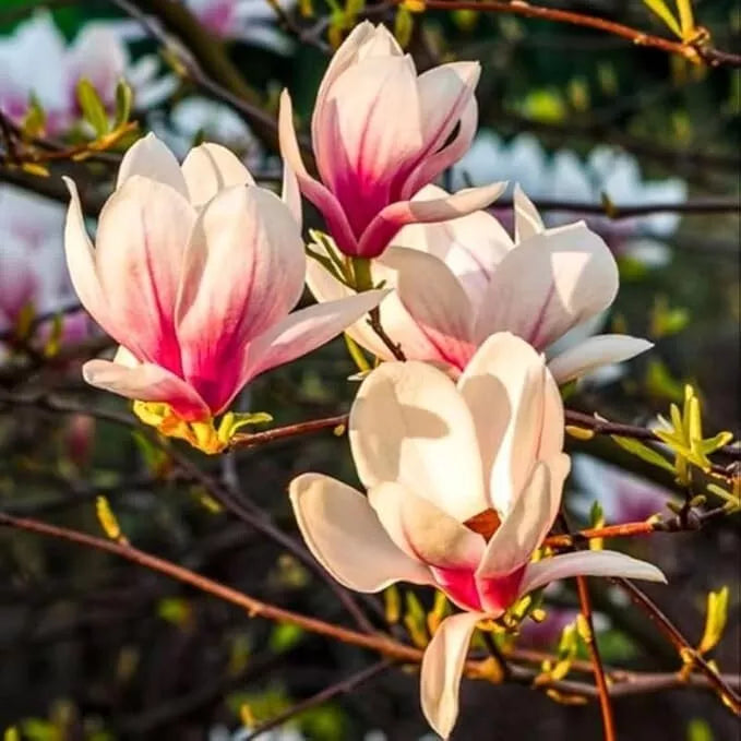 Saucer Magnolia Tree 6-12" Live Plant Pink and White Flowers Magnolia x soulangeana 2.5" Pot, Hardy Zones 4-9