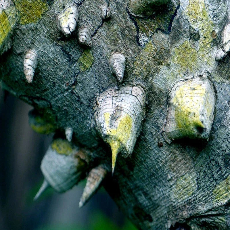 20 Hercules Club Tree Seeds | Rare Prickly Ash | Zanthoxylum clava-herculis | Fast Growing, Unique Landscape Addition