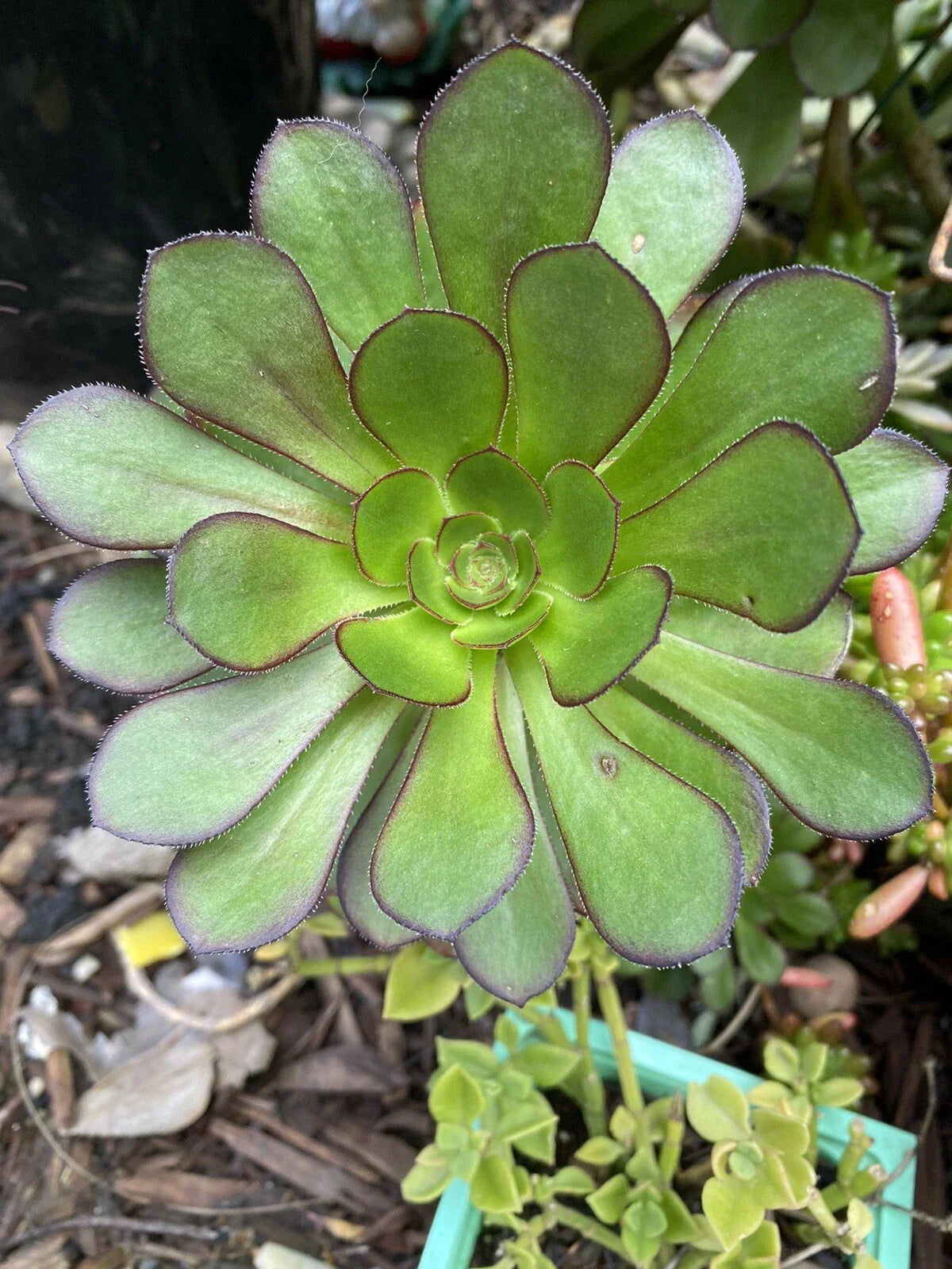 Aeonium Succulent Cuttings - 3 Fresh Cuttings - Arboreum Variety - Aeonium arboreum - Indoor, Low Maintenance, Drought Tolerant