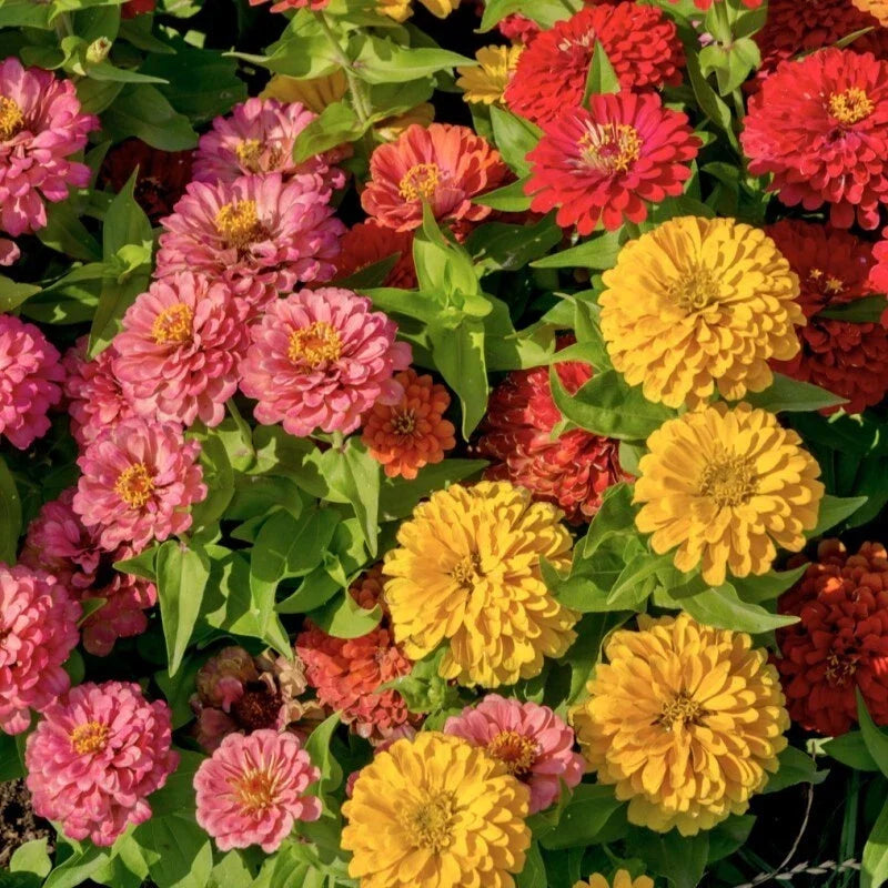 Zinnia Seeds Pack - 100+ Sunbow Mix - Colorful Flower Variety - Zinnia elegans - USA Grown, Non-GMO for Garden Planting