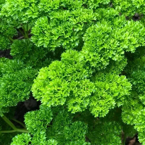 Moss Curled Parsley Seeds 1000+ for Herb Garden - Petroselinum crispum, Biennial Culinary Herb, Non-GMO, Easy to Grow