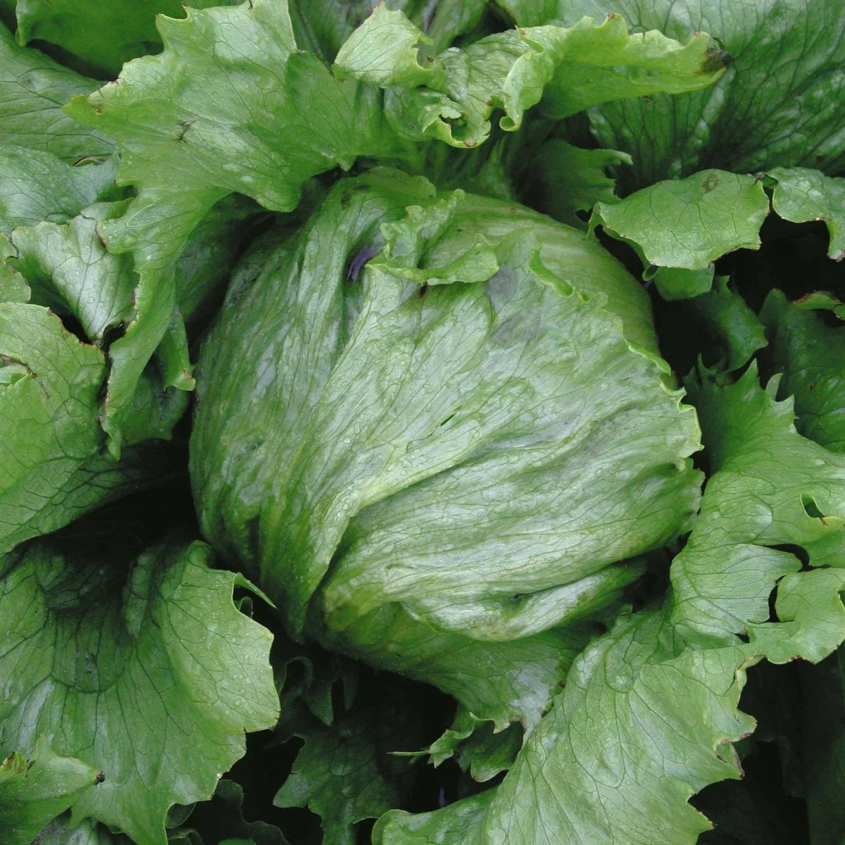 Iceburg Lettuce Seeds - 200 Count Packet, Compact Heads, Ice-Green Leaves, Lactuca sativa - Non-GMO Gardening Seeds